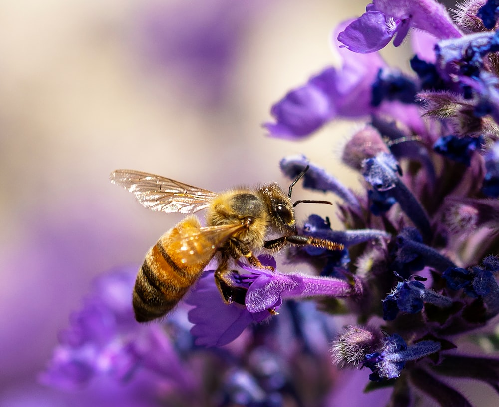 honeybee perched on purple flower in close up photography during daytime