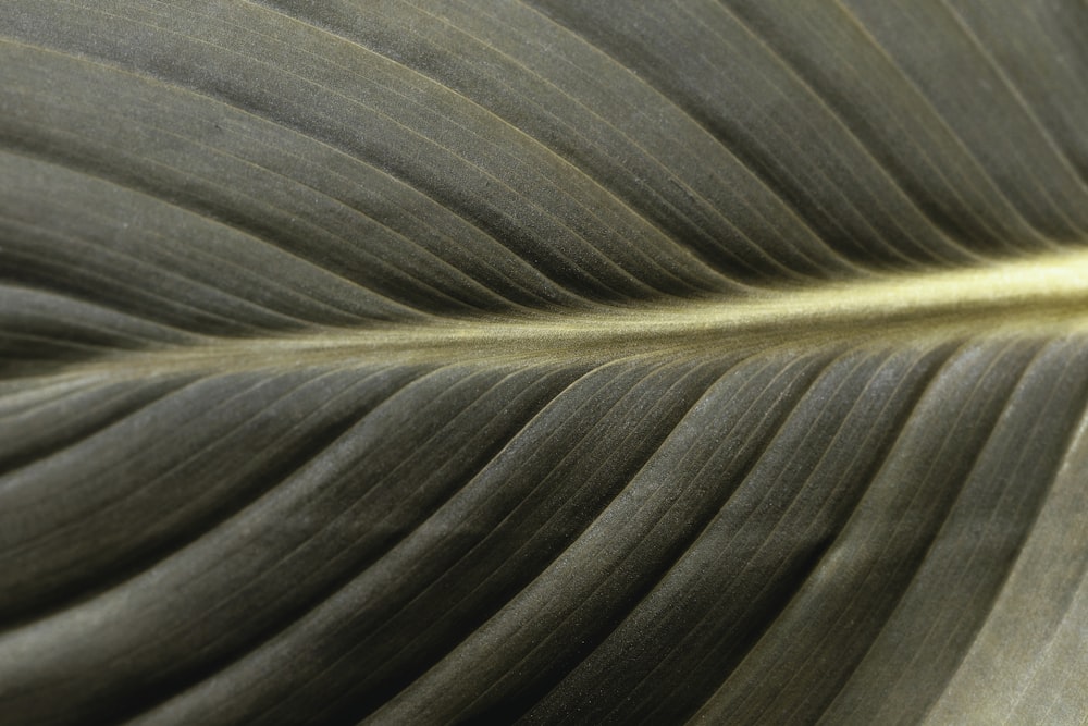 클로즈업 사진의 갈색과 회색 잎