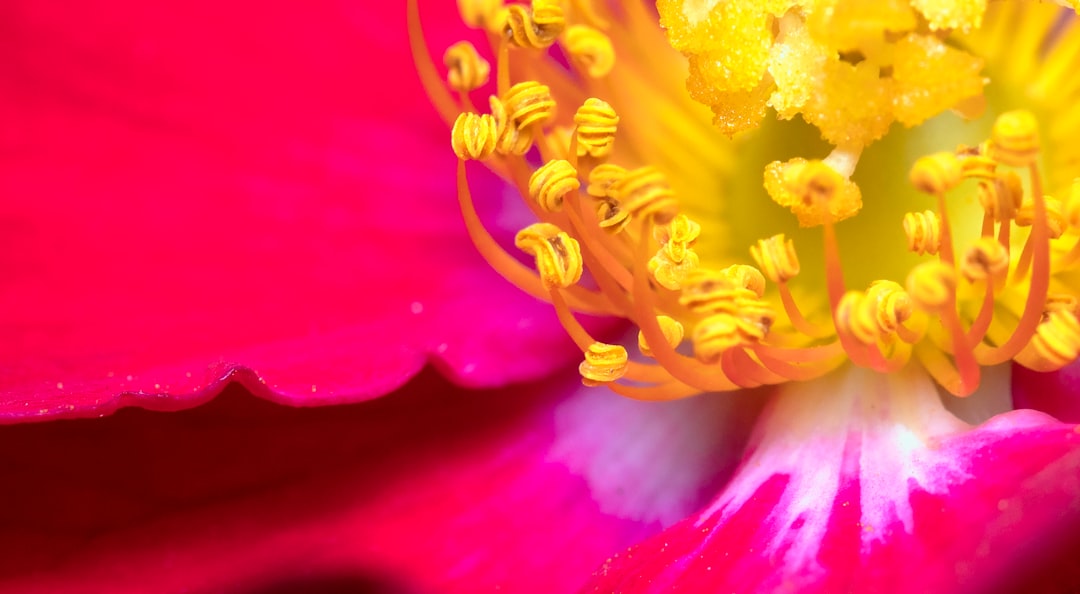 yellow and red flower in macro photography