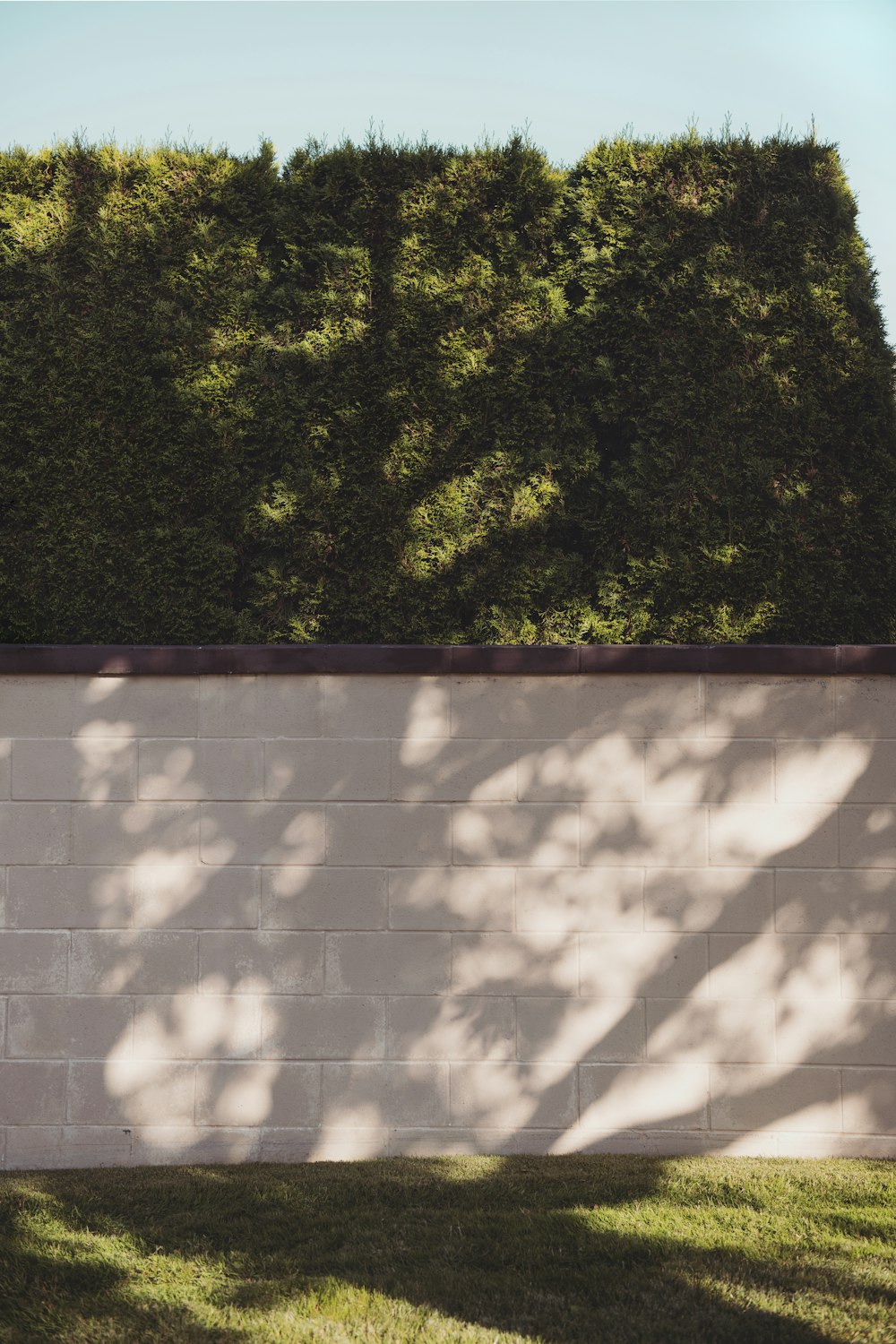 green tree beside white brick wall