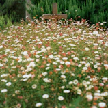 A peaceful outdoor scene with a wooden cross surrounded by blooming flowers.
