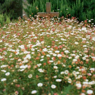 A rustic wooden cross nestled among wildflowers in a peaceful countryside setting.