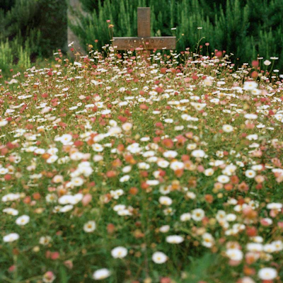 A peaceful outdoor scene with a wooden cross surrounded by blooming flowers.
