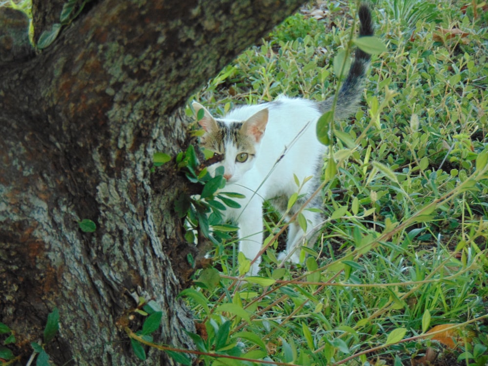 white cat on green grass