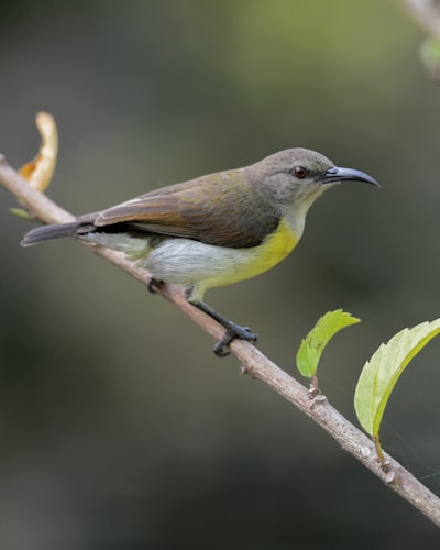 green and white bird on tree branch
