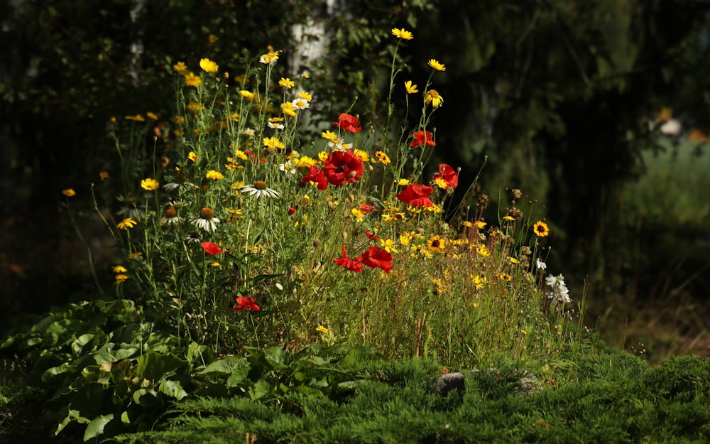 red and yellow flowers on green grass during daytime