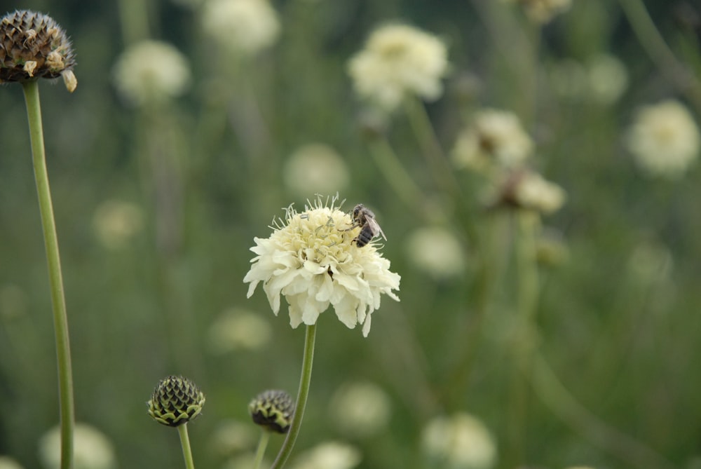 honeybee perched on white flower in close up photography during daytime