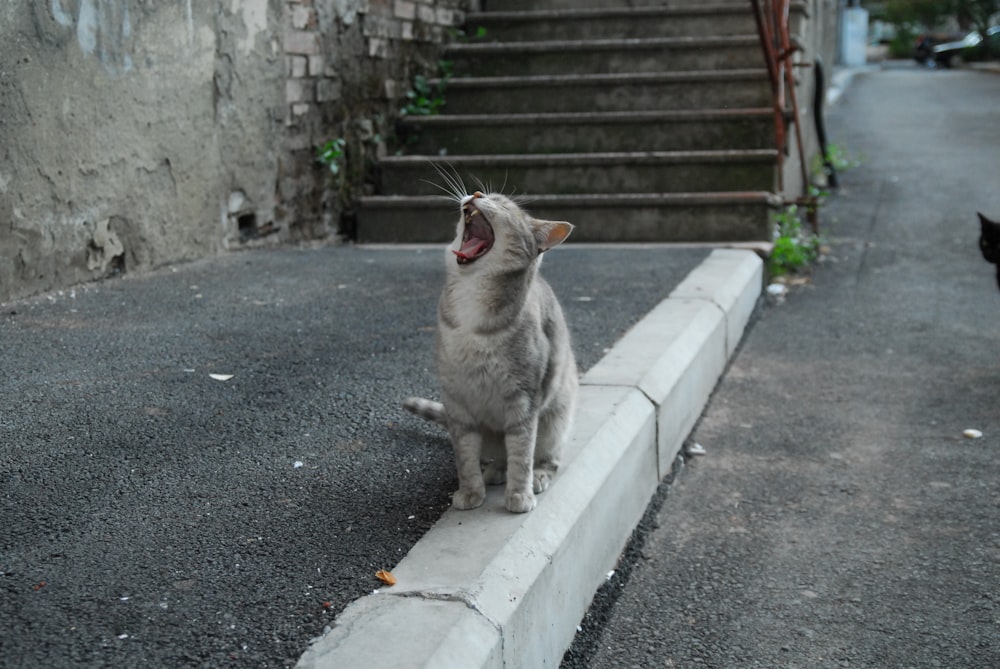 grey and white cat walking on grey concrete road during daytime