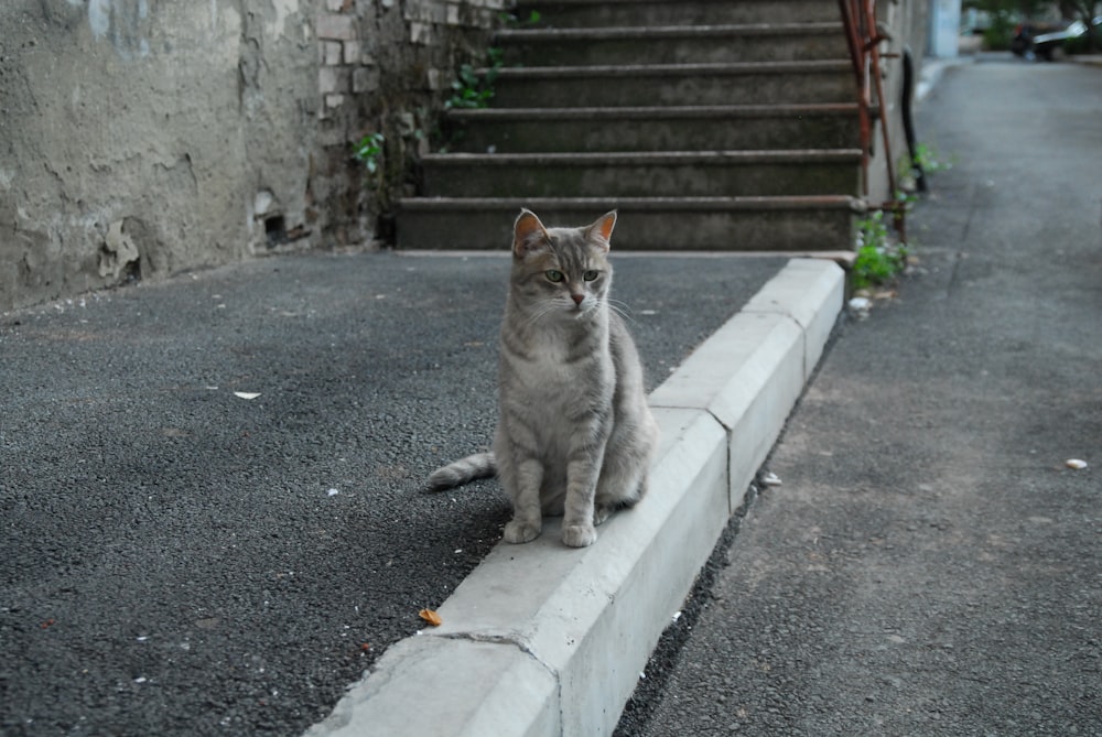 silver tabby cat on gray concrete floor
