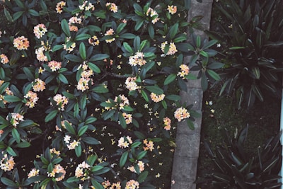 Bird's eye view of a colorful flower garden in full bloom.