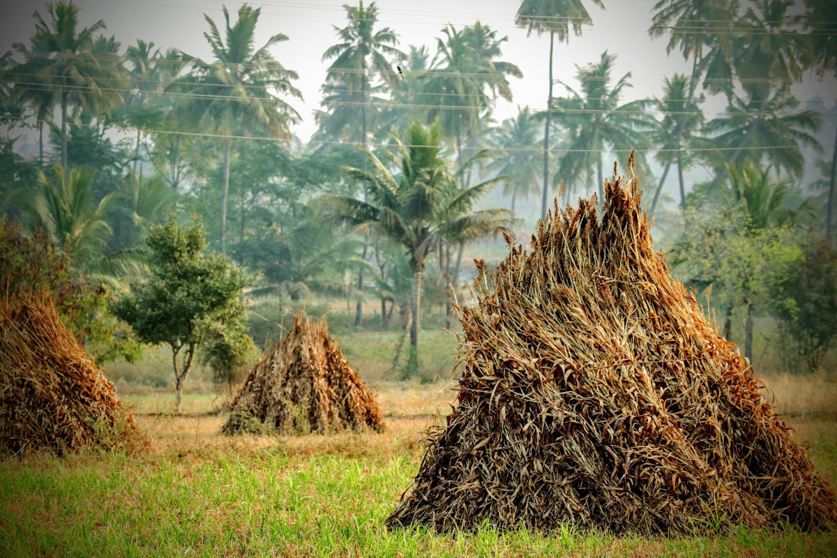Économies directes sur la fumigation des termites