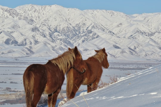 brown horse on snow covered ground during daytime in Almaty Region Kazakhstan