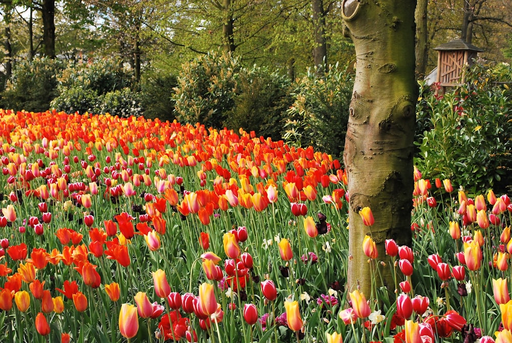 緑の芝生のフィールドに赤いチューリップ