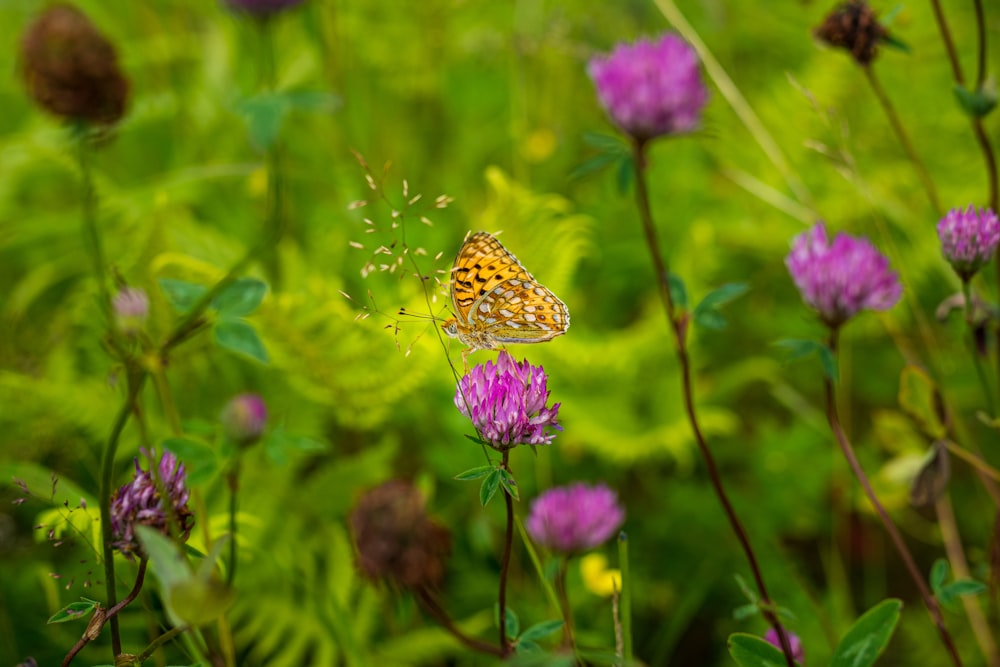 brown and black butterfly on purple flower