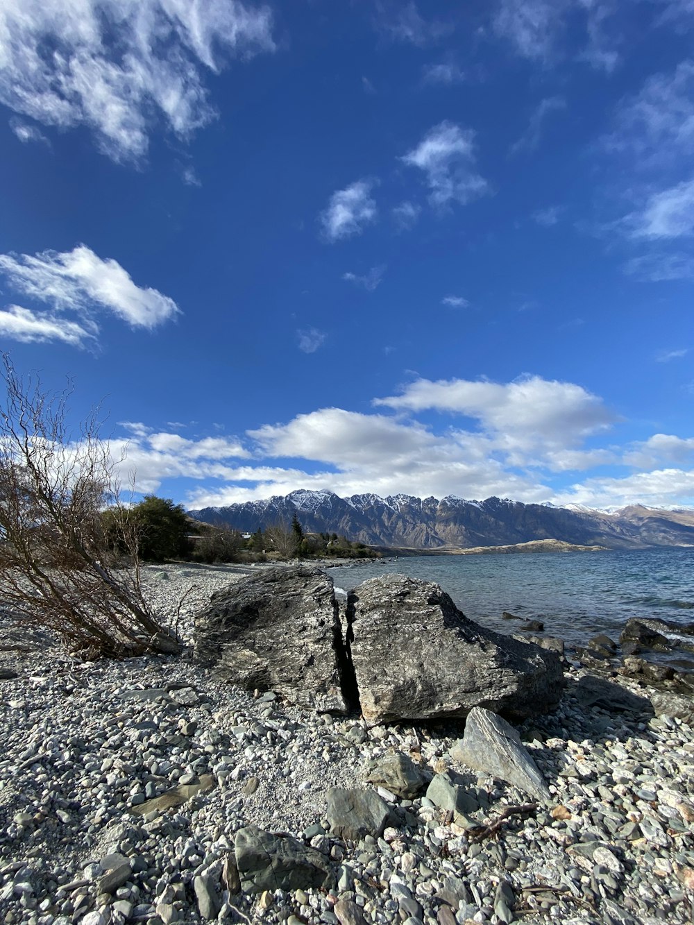 bare tree on rocky shore during daytime