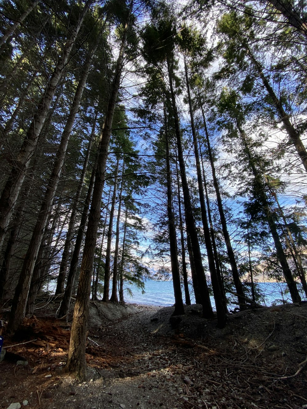 green trees on brown soil during daytime