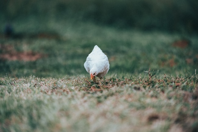 A close-up of a vibrant, healthy chicken pecking fresh green grass.