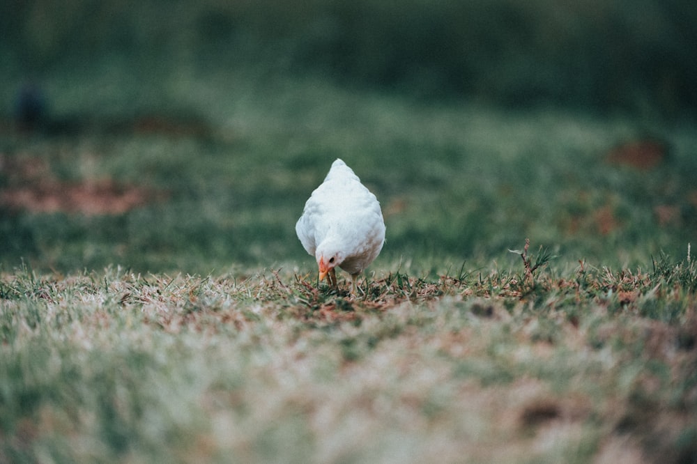 weißer Vogel tagsüber auf grünem Gras