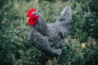 black and white rooster on green grass during daytime