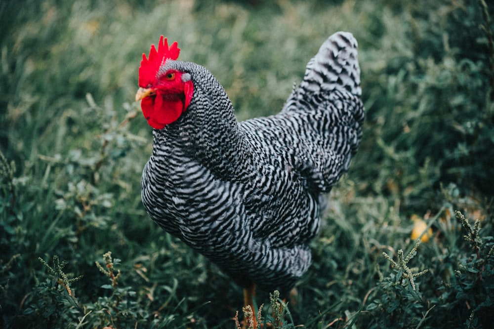 black and white rooster on green grass during daytime