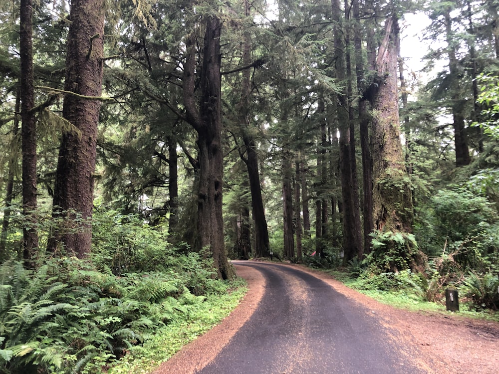 brown road between green trees during daytime