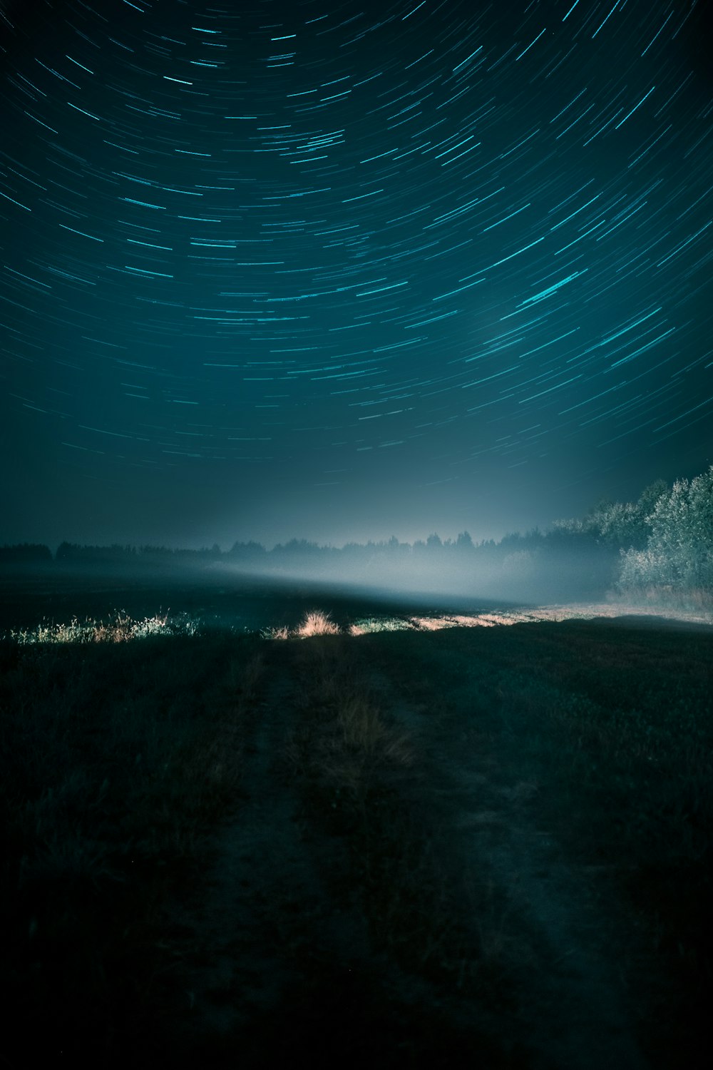 green trees near body of water during night time