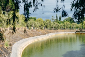 river between green trees during daytime