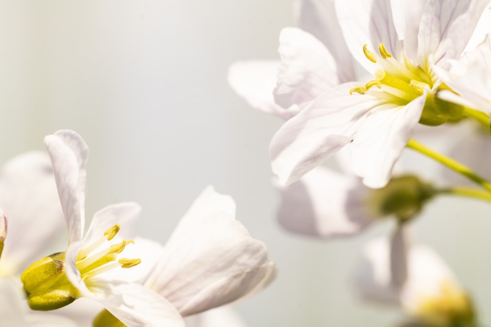 white cherry blossom in close up photography