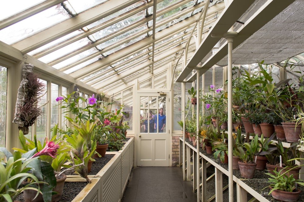 green plants inside greenhouse during daytime