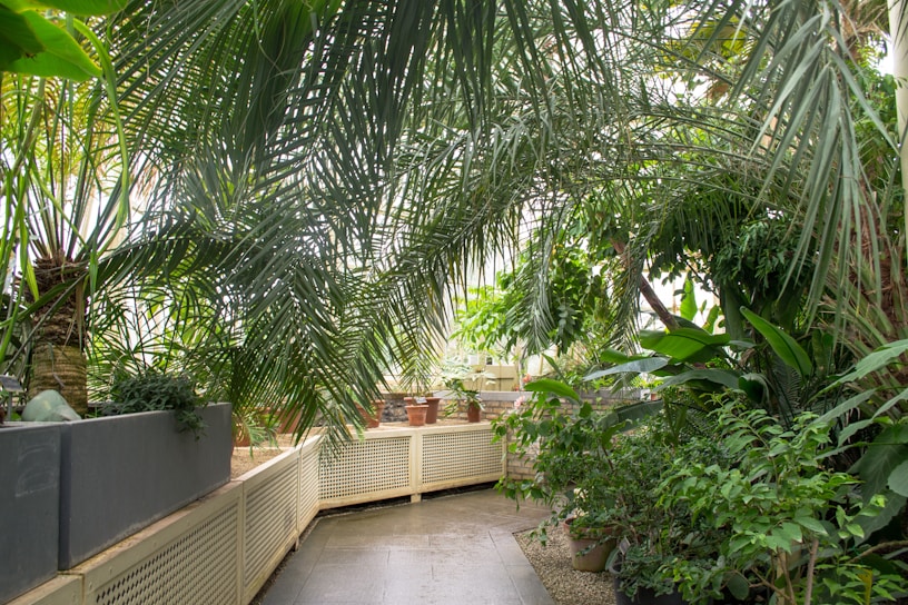 A serene spa room with natural light and lush plants highlighting a relaxing atmosphere.