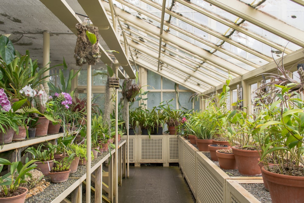 green plants on brown clay pots