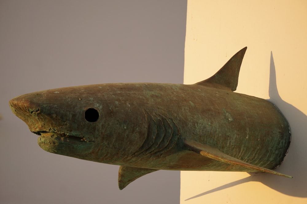 blue shark head on white table