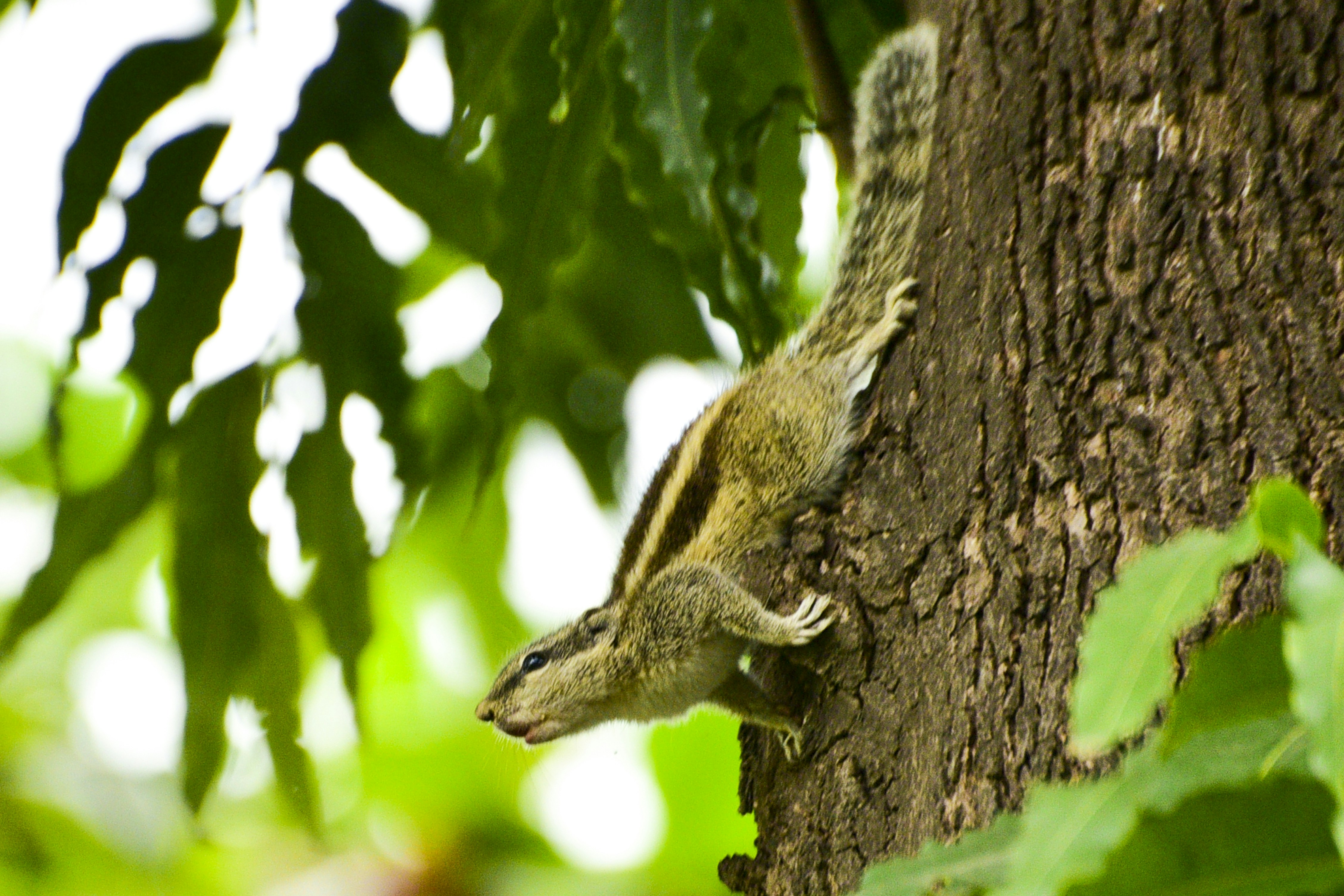 Photo by rahulswami_