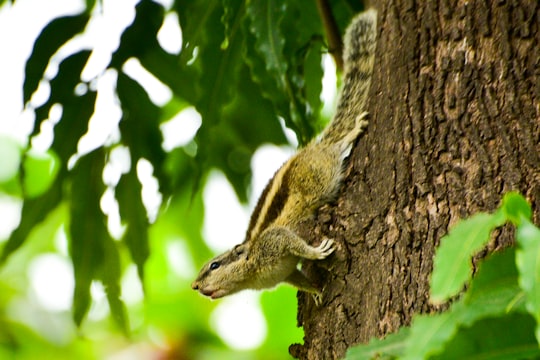 brown squirrel on brown tree branch during daytime in Maharashtra India