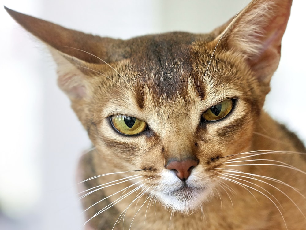 brown tabby cat with white eyes