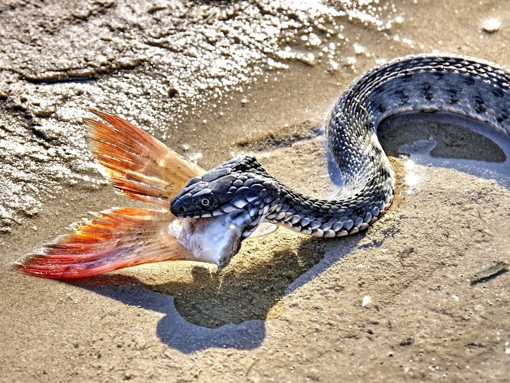 black and brown snake on brown sand