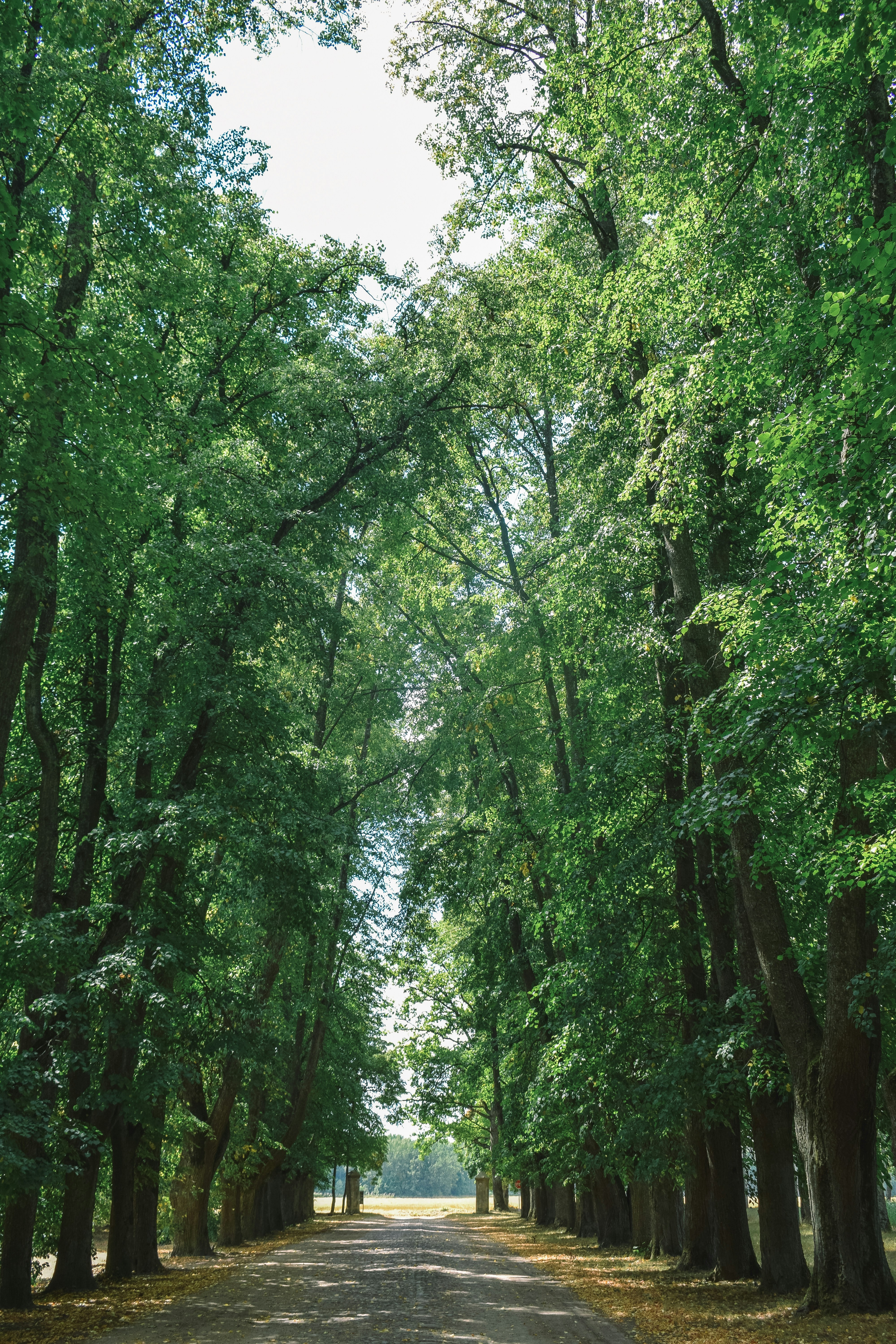 Photo by darya_tryfanava