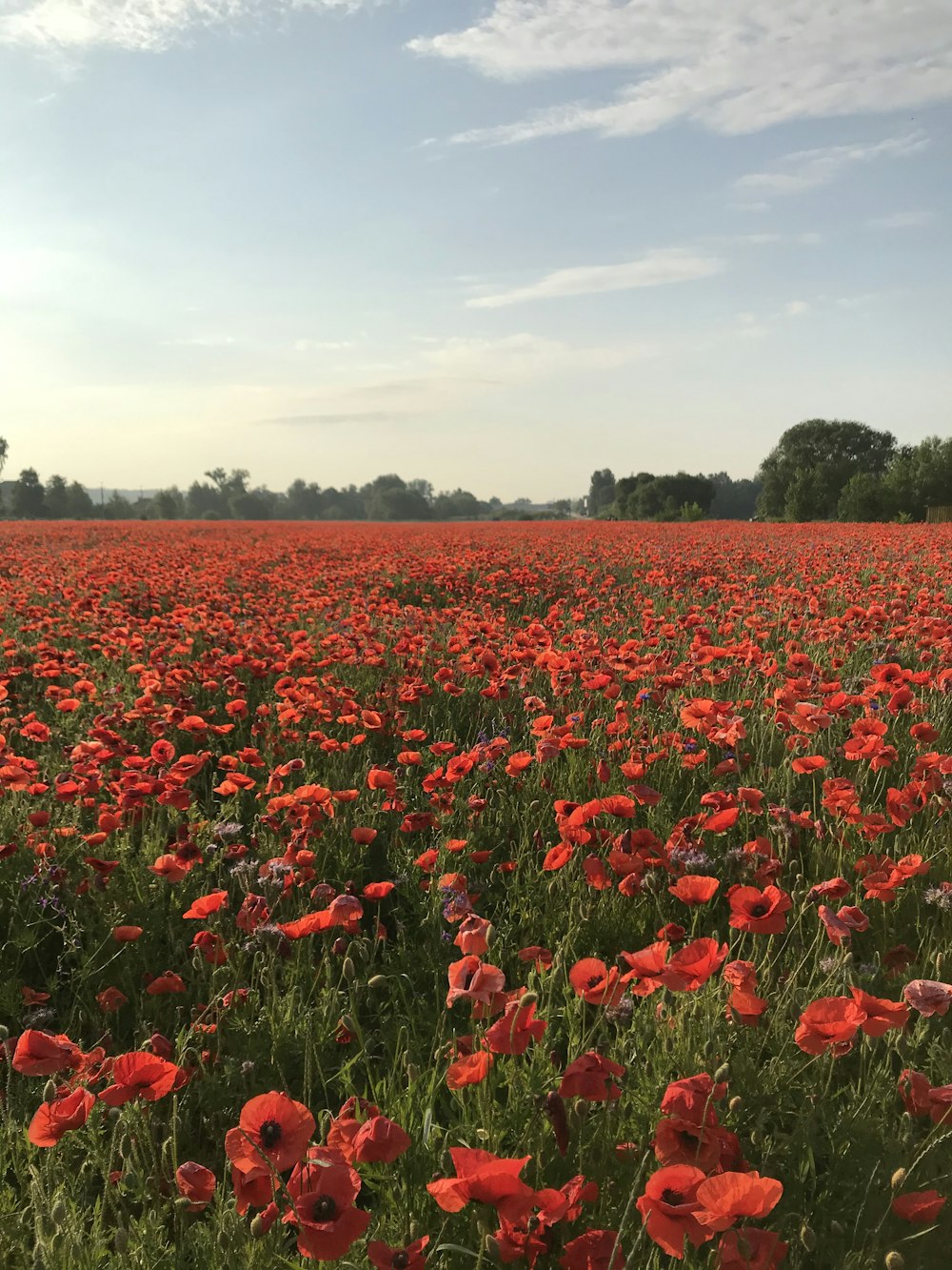 red flower field during daytime