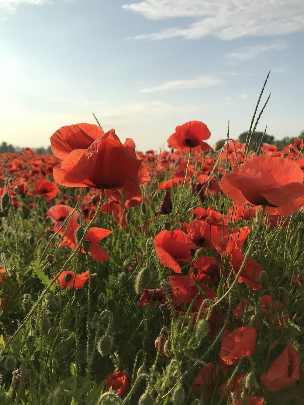 red flower field during daytime