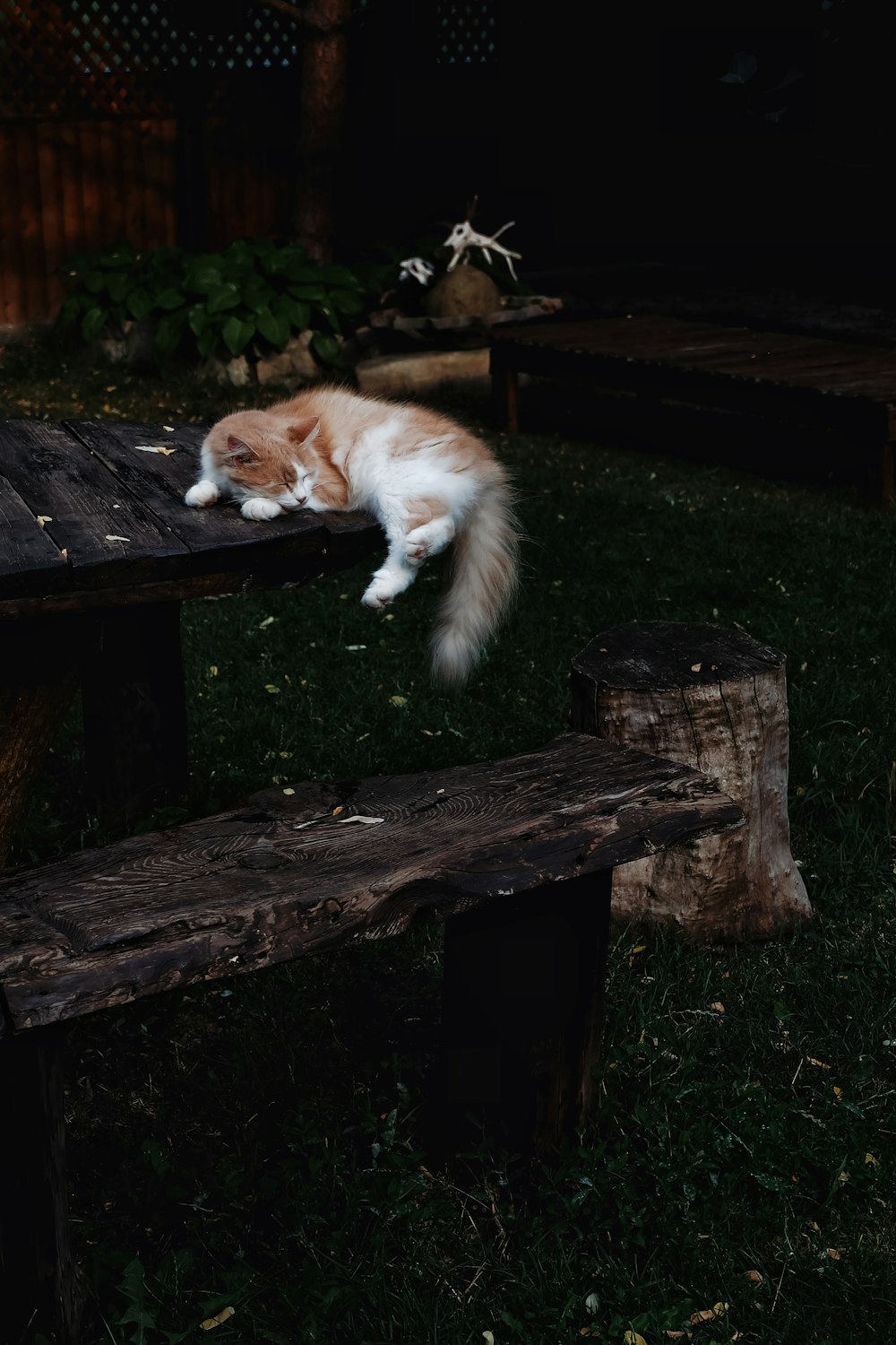 brown and white long coated dog lying on brown wooden bench