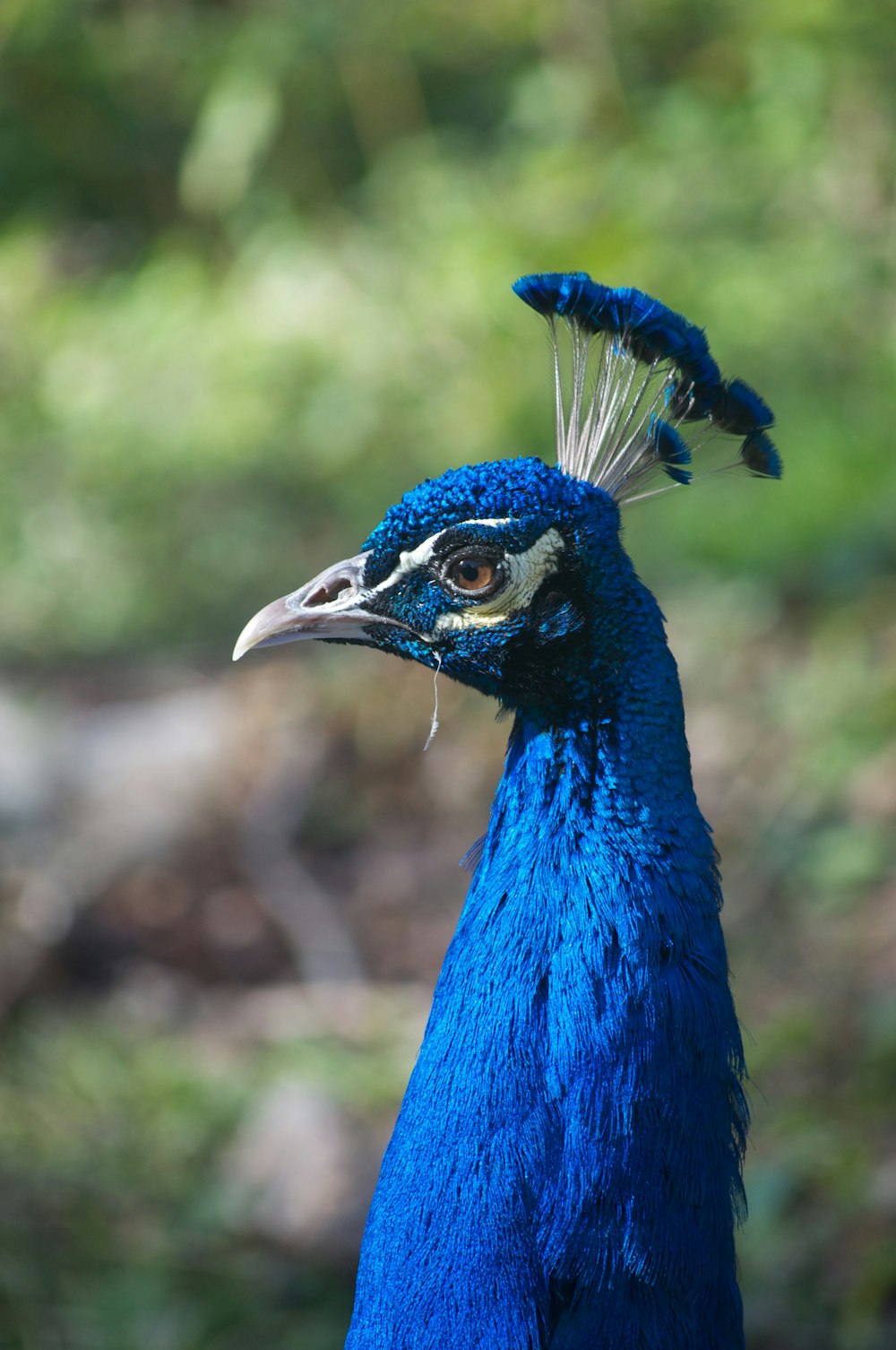 blue peacock in close up photography