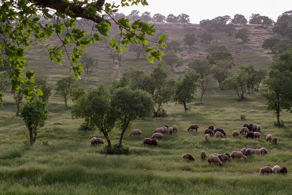 herd of sheep on green grass field during daytime