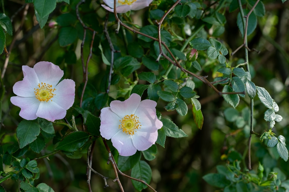 white flower with green leaves