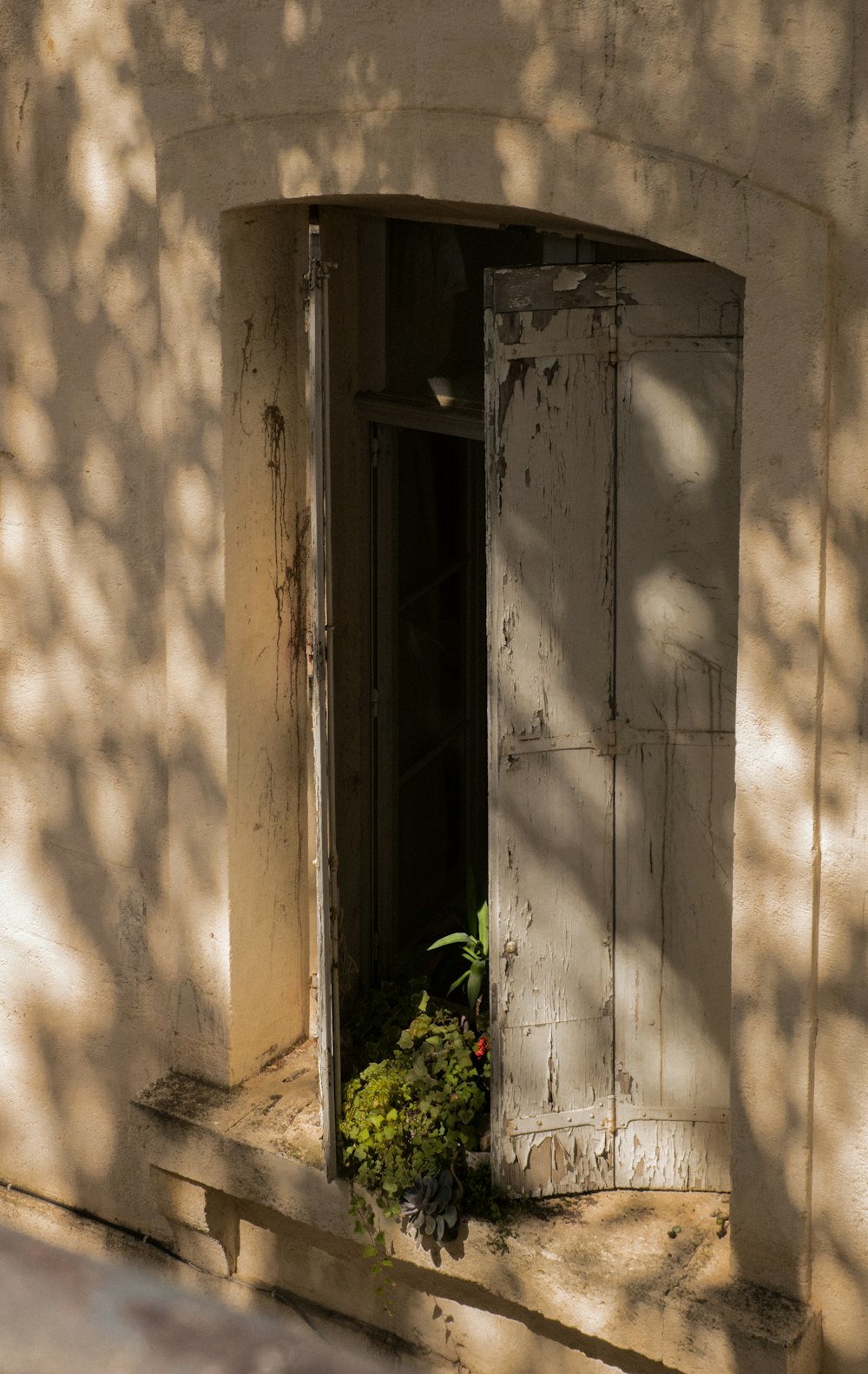 green plant on white concrete wall