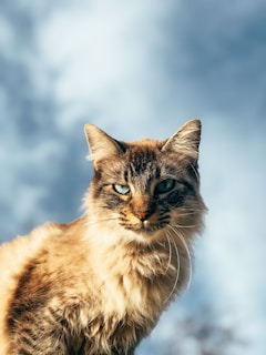 brown and white cat on white textile