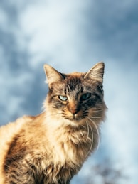 brown and white cat on white textile
