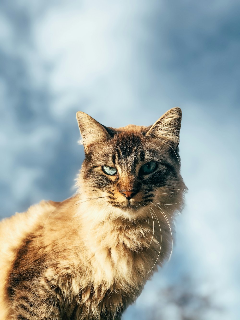 brown and white cat on white textile