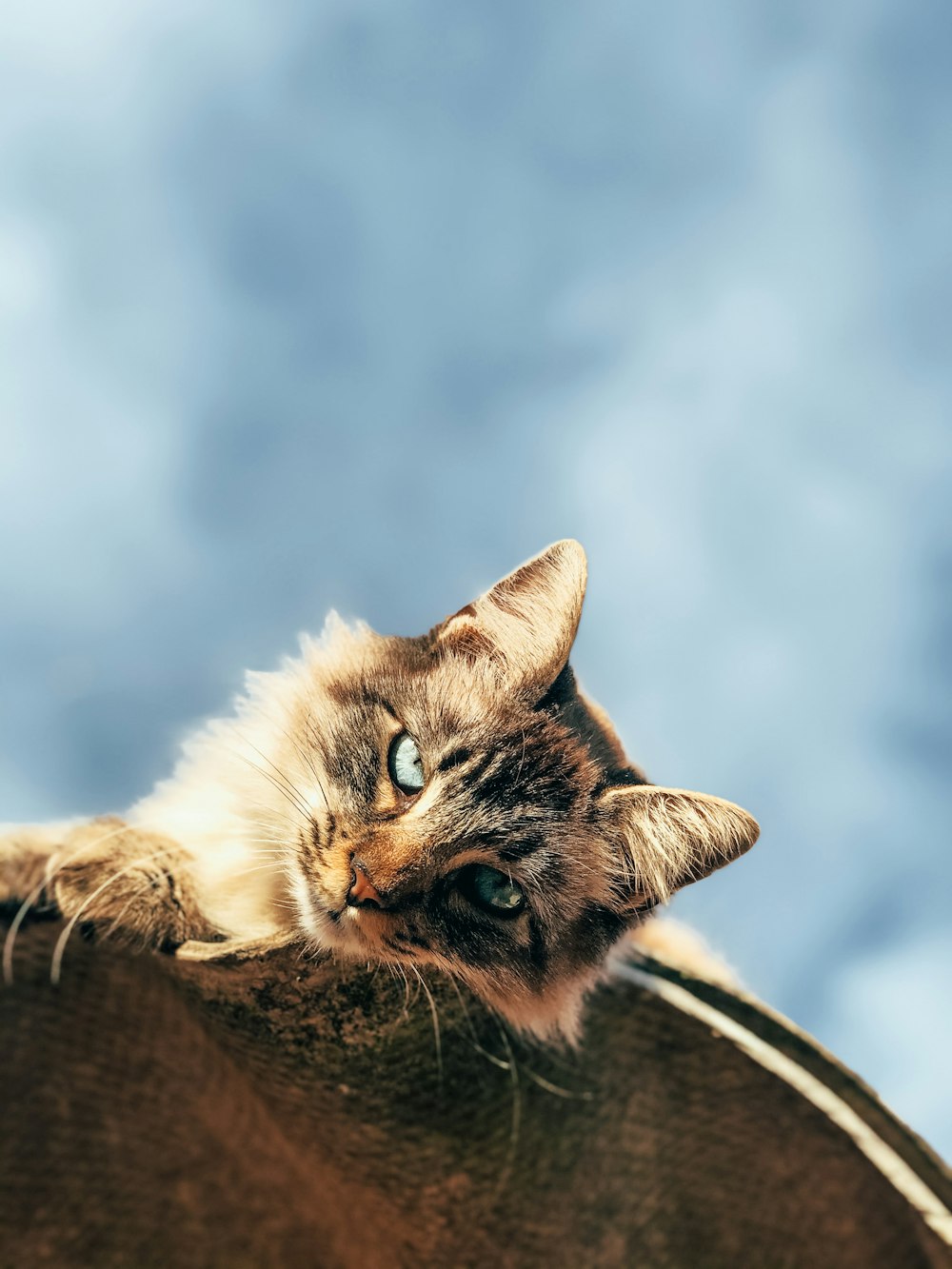 brown and white cat on brown textile