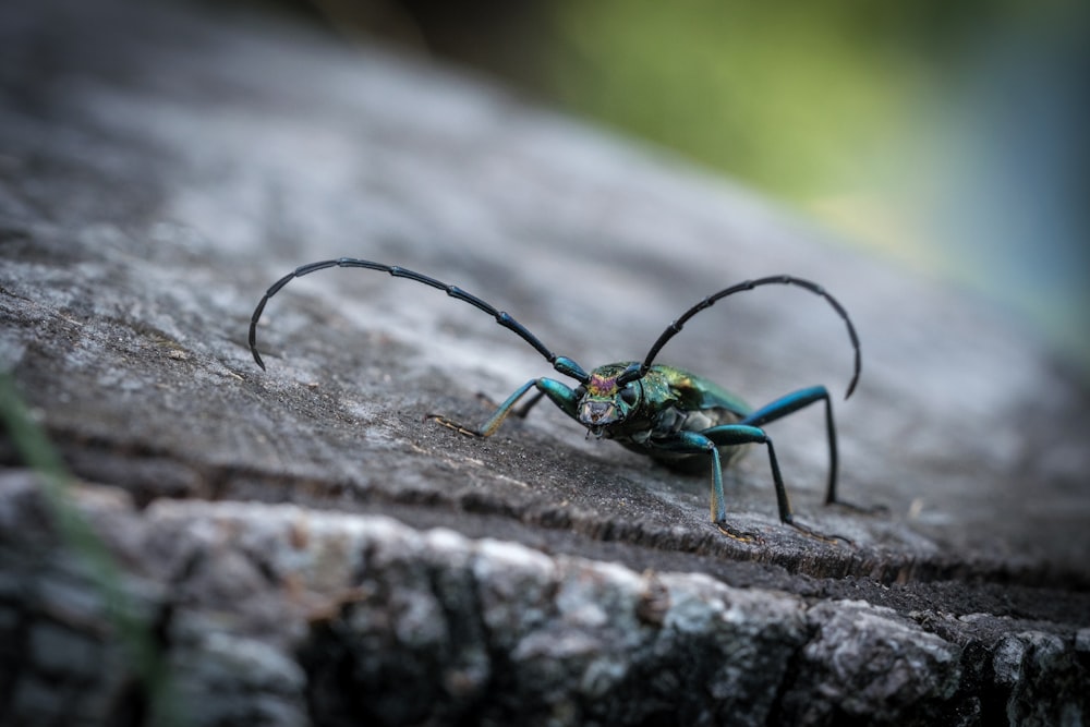 green and black insect on brown wooden surface