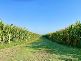 green grass field under blue sky during daytime